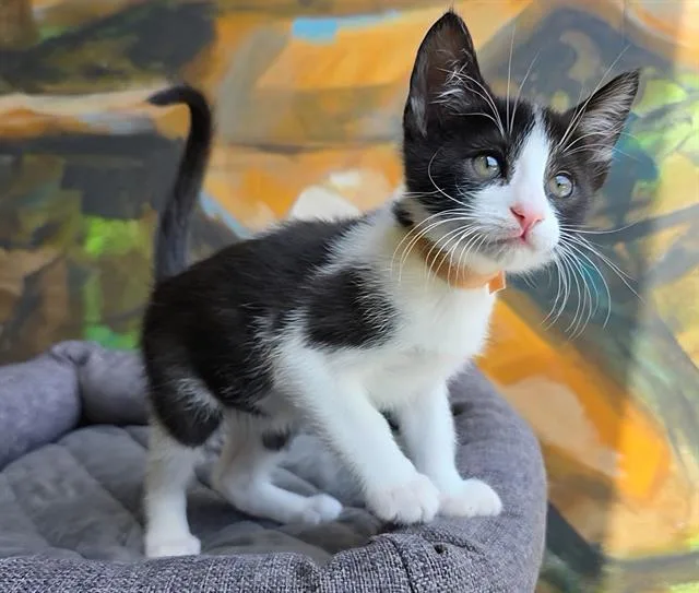 A baby small-sized male Domestic Short Hair cat named Jacob for adoption in Santa Clara, CA
