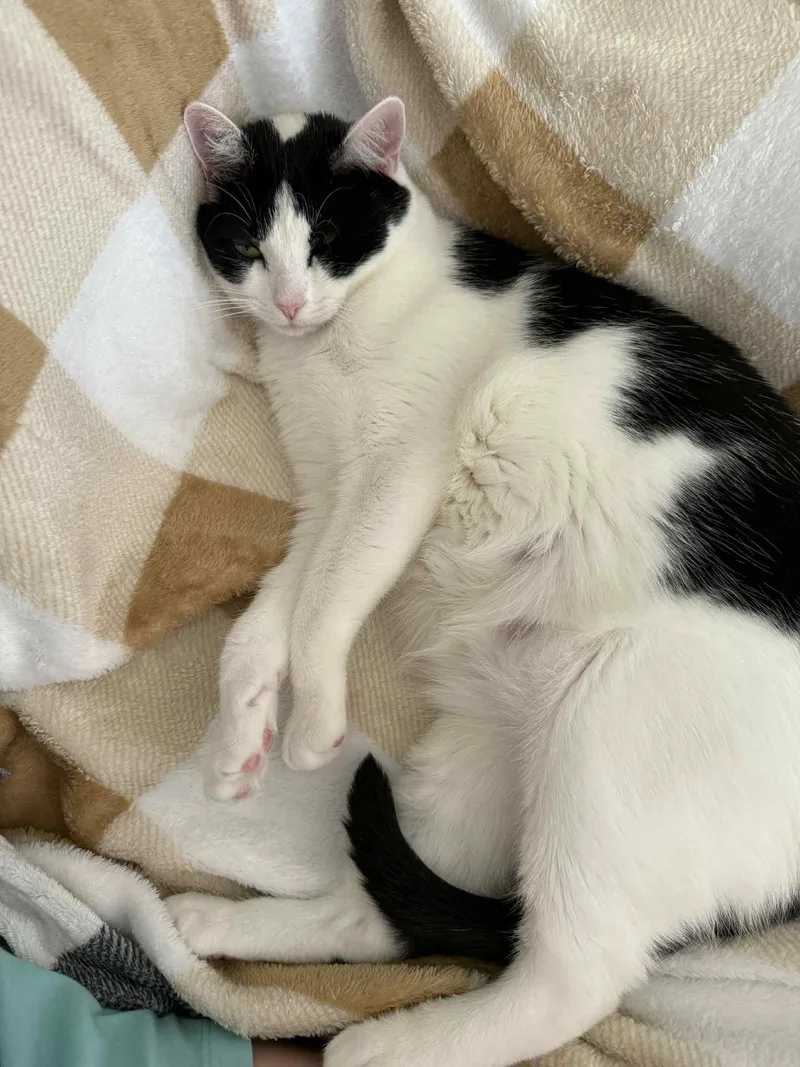An adult medium-sized female Black & White / Tuxedo Domestic Short Hair cat named Bandit for adoption in Oakboro , NC