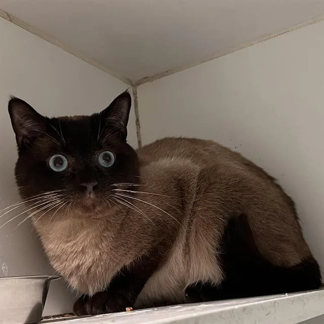 An adult small-sized male Siamese cat named Gilbert for adoption in Methuen, MA
