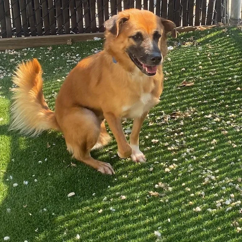 An adult medium-sized female Mixed Breed dog named Namtran for adoption in Medford, NY