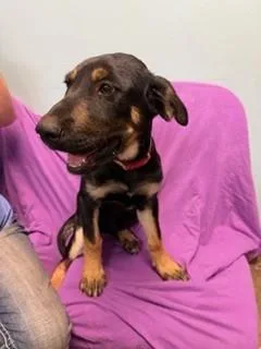 A baby medium-sized female Rottweiler dog named Aspen for adoption in Phoenix, AZ