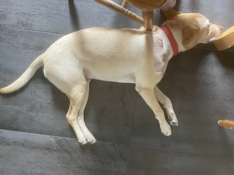 A young medium-sized male Yellow / Tan / Blond / Fawn Labrador Retriever dog named Marley for adoption in Bonita, CA