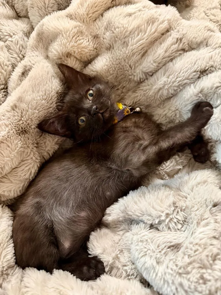 A baby medium-sized female Domestic Short Hair cat named Rey for adoption in Spring, TX