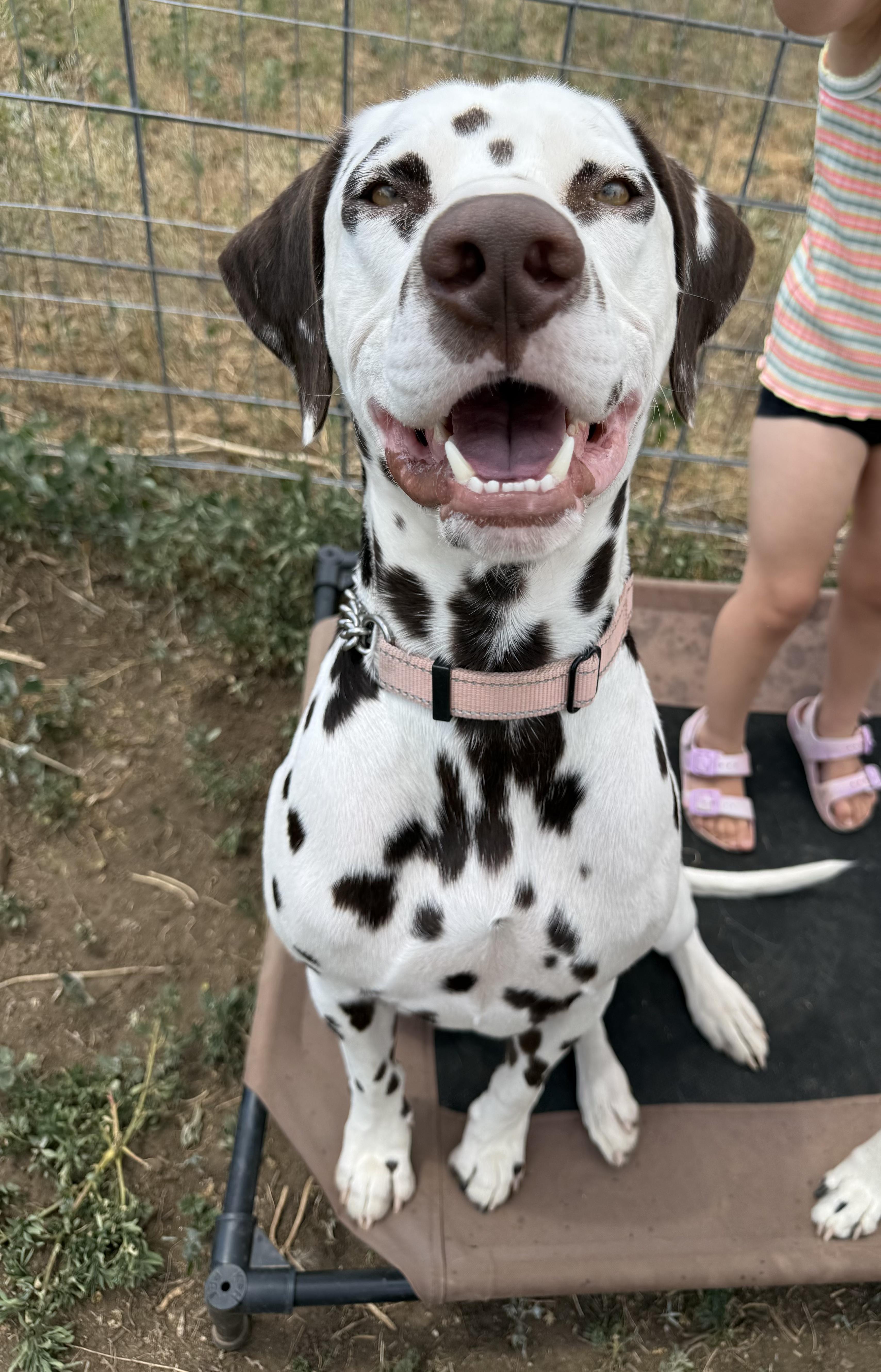 An adult medium-sized male White / Cream Dalmatian dog named Burger for adoption in Fort Collins, CO