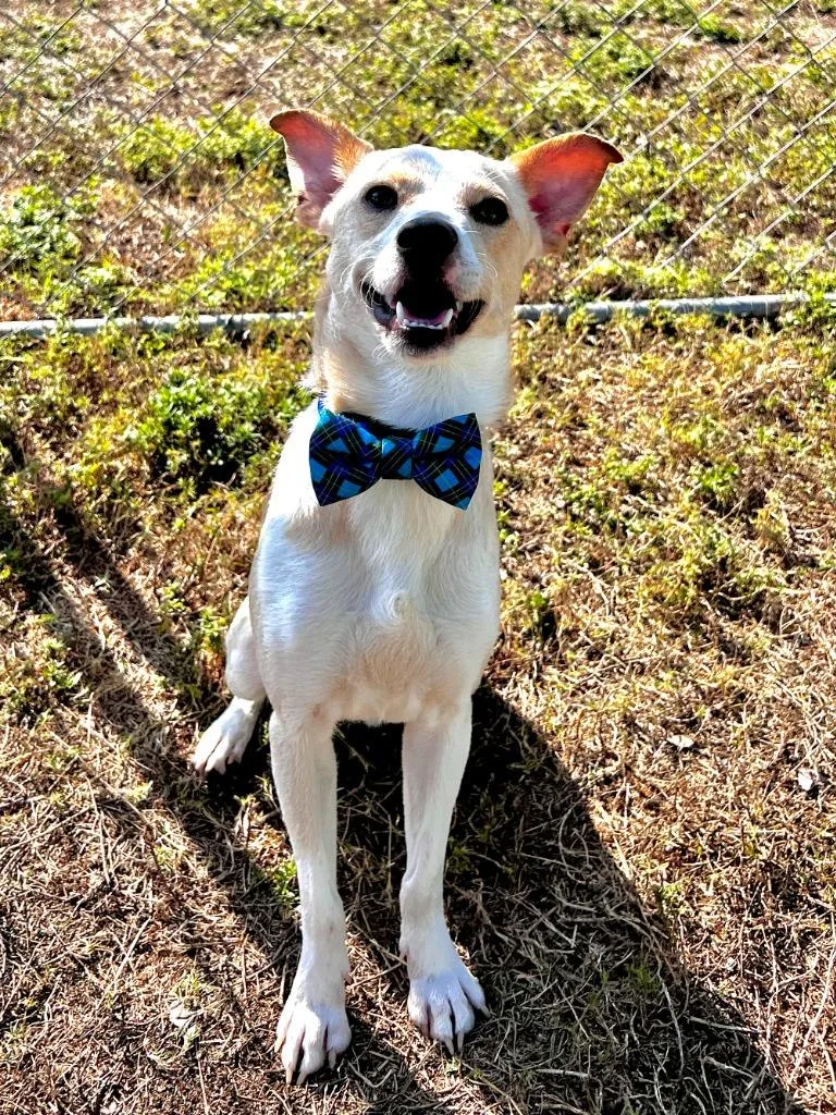 A young small-sized male Mixed Breed dog named Gravy for adoption in Cape Coral, FL