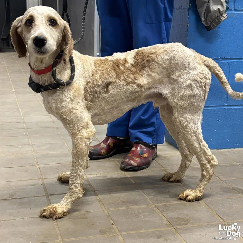 A young medium-sized male Poodle dog named Rorie for adoption in Washington, DC