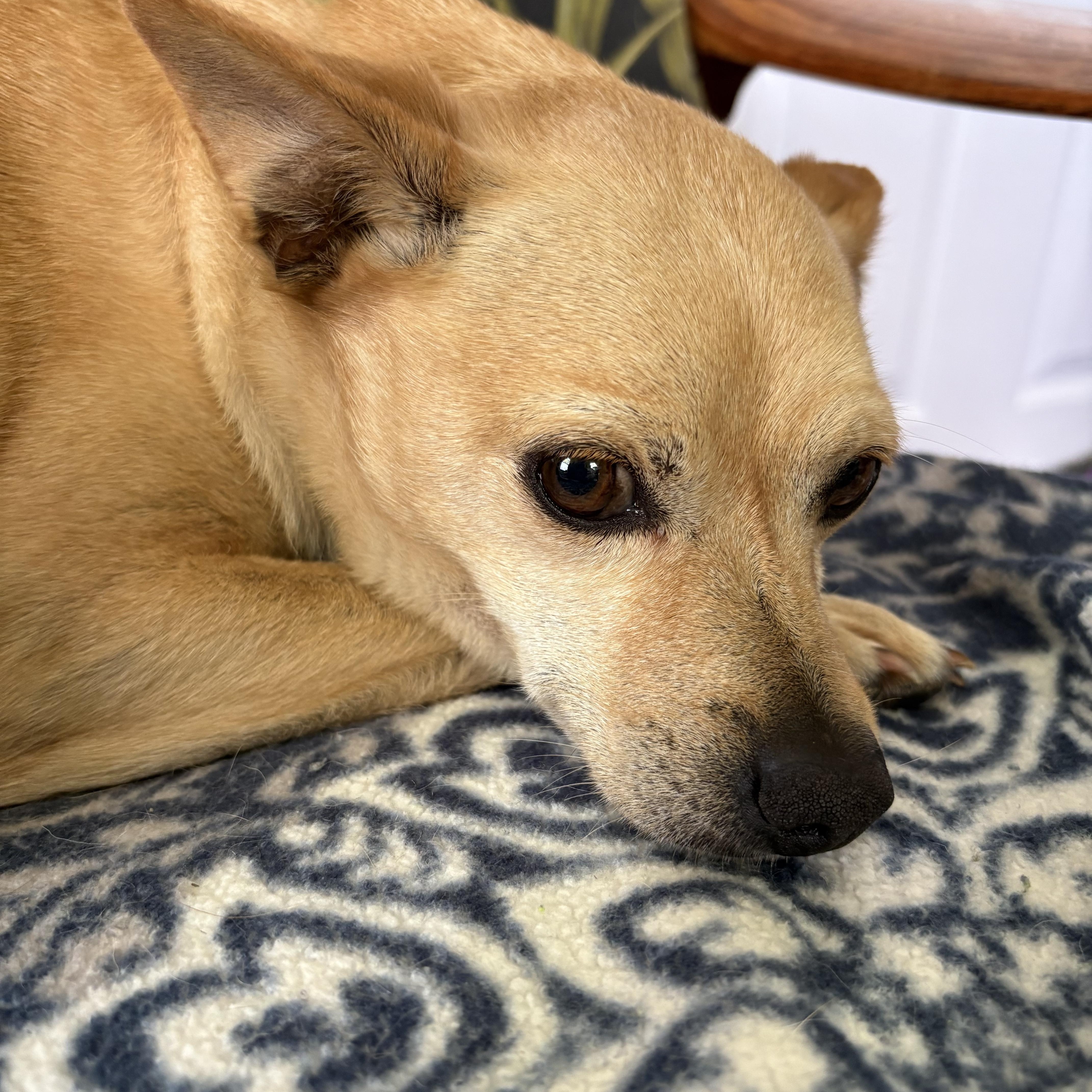 A young small-sized male Yellow / Tan / Blond / Fawn Chihuahua dog named Burt for adoption in Spring, TX