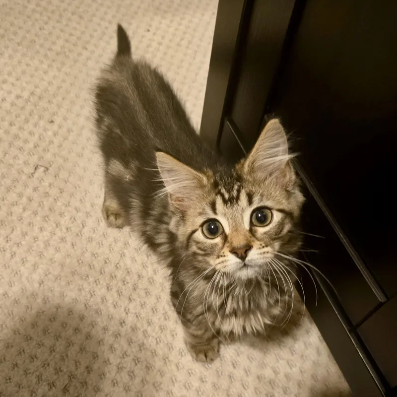A baby medium-sized male Tabby (Brown / Chocolate) Domestic Long Hair cat named Tony Soprano for adoption in Avondale Estates, GA