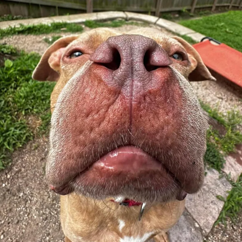 Pritchett thumbnail 4