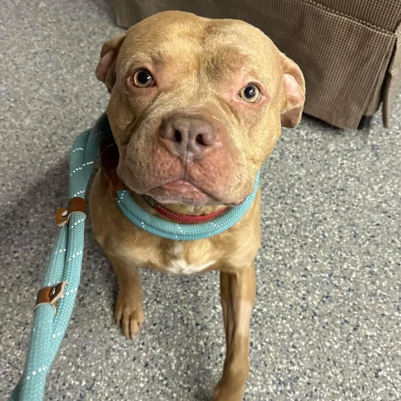 Pritchett thumbnail 5