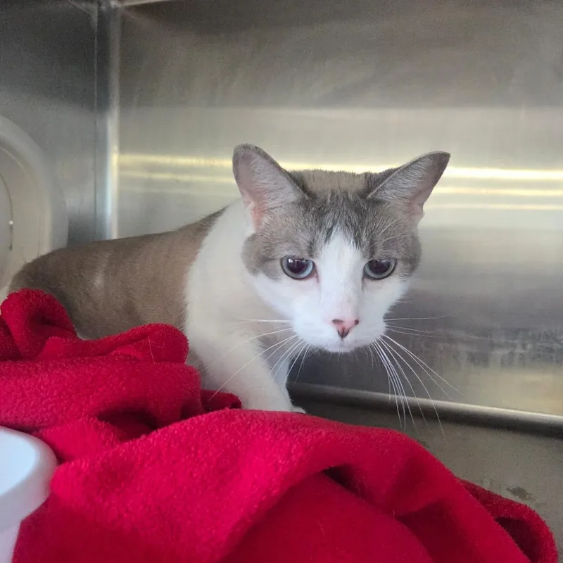 An adult medium-sized female Gray / Blue / Silver Domestic Short Hair cat named Missy for adoption in Spokane, WA