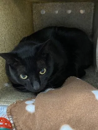 An adult small-sized male Domestic Short Hair cat named Phantom for adoption in Daytona Beach, FL