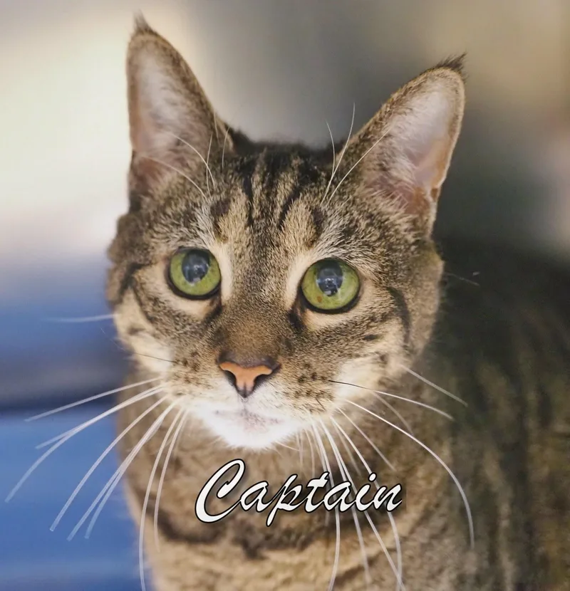 A senior large-sized male Tabby (Tiger Striped) Tiger cat named Captain for adoption in Cape May Court House, NJ