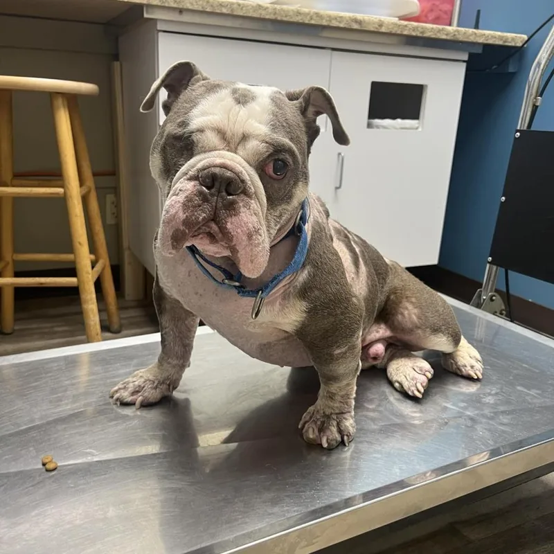 An adult small-sized male Brown / Chocolate English Bulldog dog named Scuba Steve for adoption in Farmersville, OH