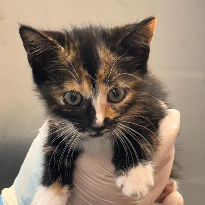 A baby small-sized female Tortoiseshell Domestic Short Hair cat named Beans for adoption in Tampa, FL