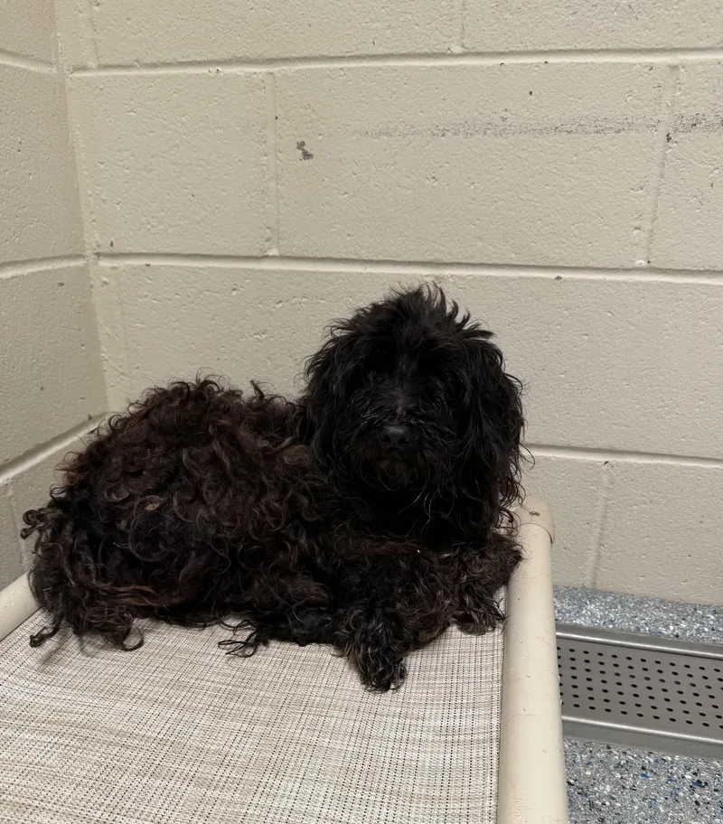 An adult small-sized male Black Miniature Poodle dog named DMX Ruff Ryder for adoption in metairie, LA