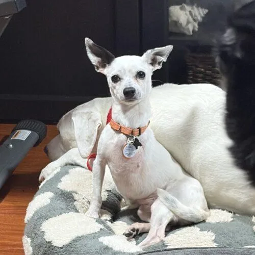 An adult small-sized female Chihuahua dog named Naria for adoption in Lincolnshire, IL