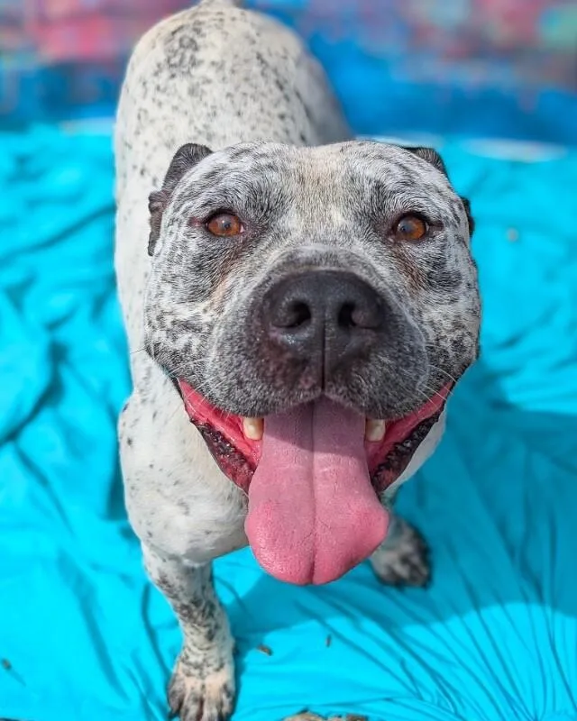 An adult large-sized male Black Mixed Breed dog named Chips Ahoy for adoption in Cincinnati, OH