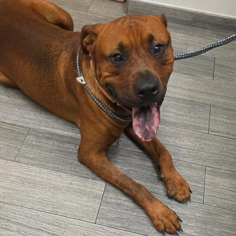 An adult large-sized male Brown / Chocolate Mixed Breed dog named Capri Sun for adoption in Jacksonville, FL