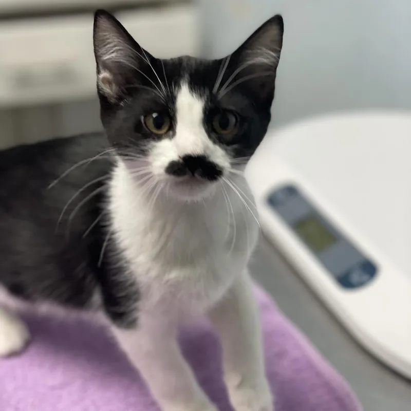 A baby small-sized female Black Domestic Short Hair cat named Chameleon for adoption in Riverside, CA