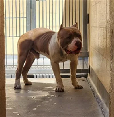 An adult large-sized male Pit Bull Terrier dog named Wizard for adoption in Van Nuys, CA