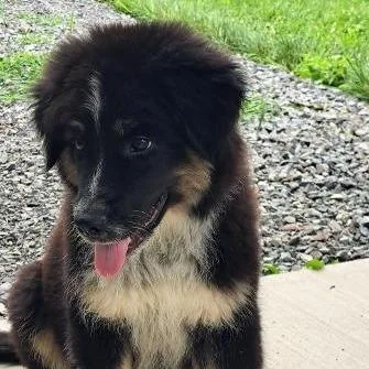 A baby large-sized male Black Border Collie dog named Jackson for adoption in Fairfax Station, VA