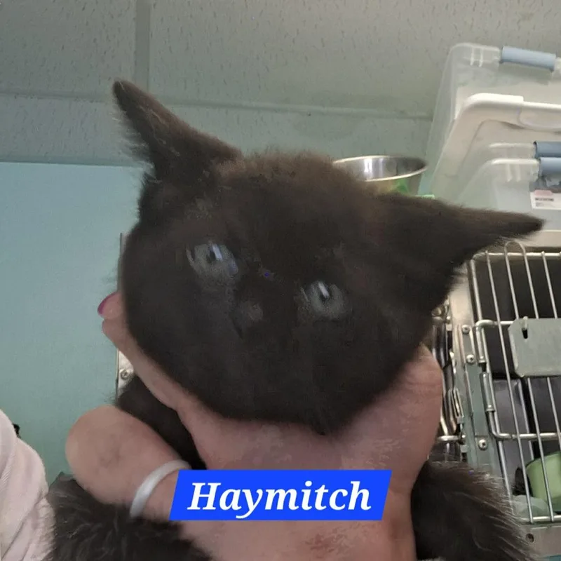 A baby small-sized male Black Domestic Short Hair cat named Haymitch for adoption in Madill, OK