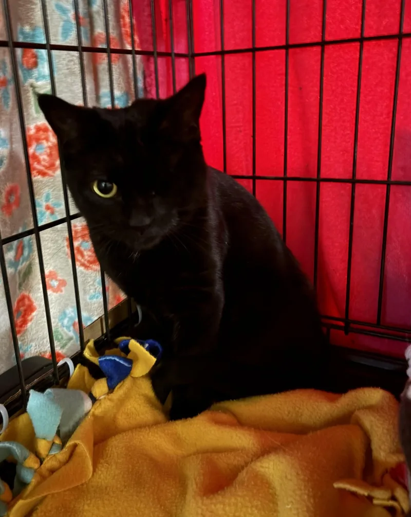 An adult medium-sized female Black Domestic Short Hair cat named Edith Mae for adoption in Midland, MI