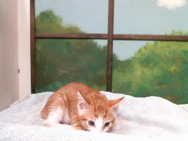 A baby small-sized male Domestic Short Hair cat named Tux for adoption in Houston, TX