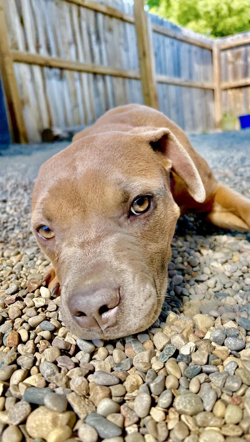 A baby medium-sized female Mixed Breed dog named Lucy for adoption in Oxford, MI