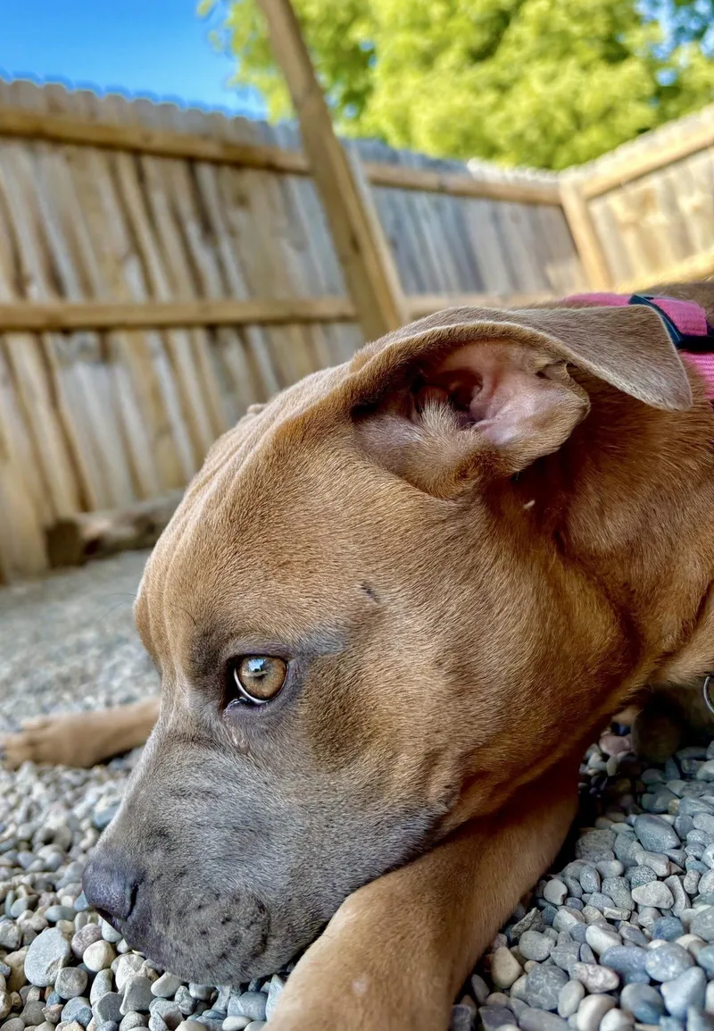 Lucy thumbnail 3