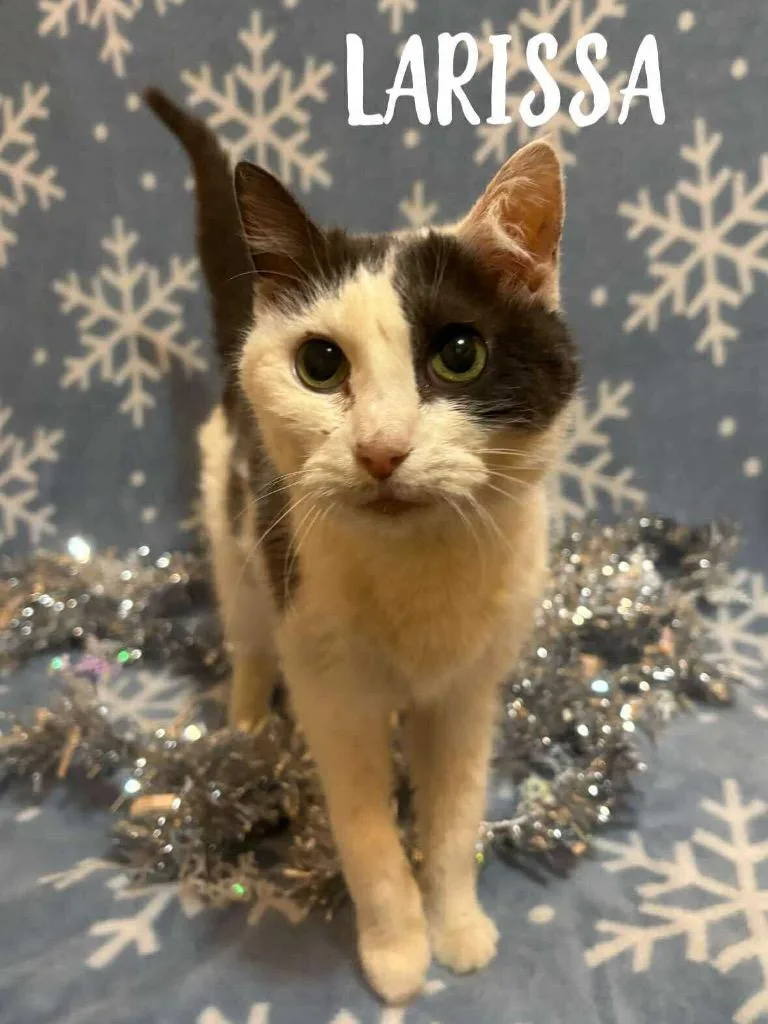 A senior medium-sized female Domestic Short Hair cat named Larissa for adoption in Rutherfordton, NC