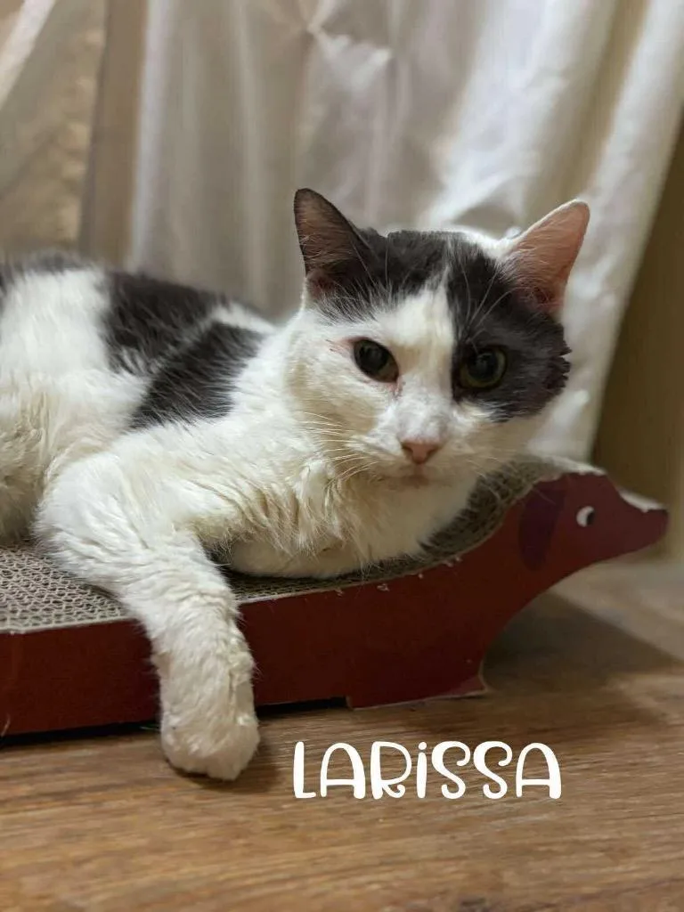 Larissa thumbnail 2