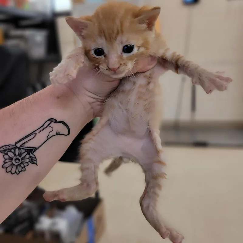 A baby small-sized male Orange / Red Domestic Short Hair cat named Tuck for adoption in Lake Panasoffkee, FL
