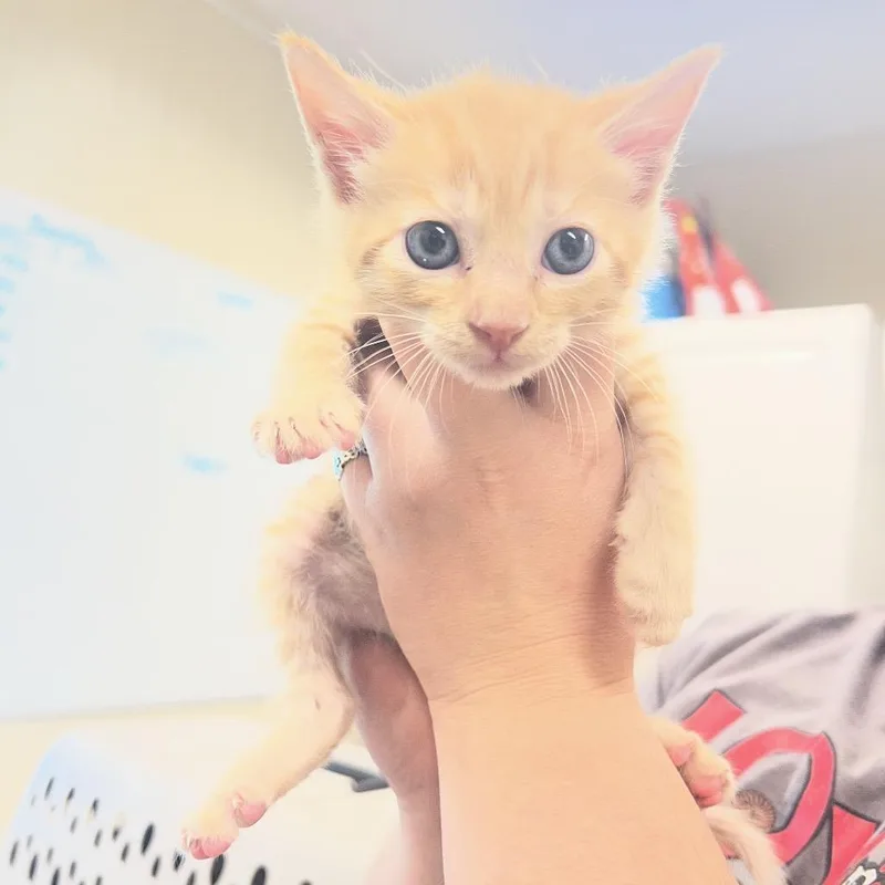 Tuck thumbnail 2