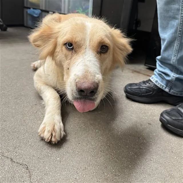 An adult large-sized female Border Collie dog named Tammy for adoption in Tucson, AZ