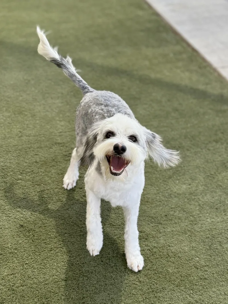 A young large-sized male Sheepadoodle dog named Tyson for adoption in Boulder City, NV