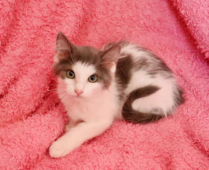 A baby medium-sized female Gray & White Turkish Angora cat named Jersey for adoption in Saint Augustine, FL