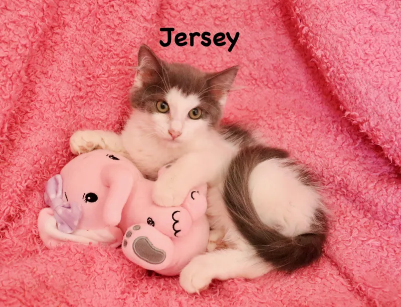 Jersey thumbnail 2