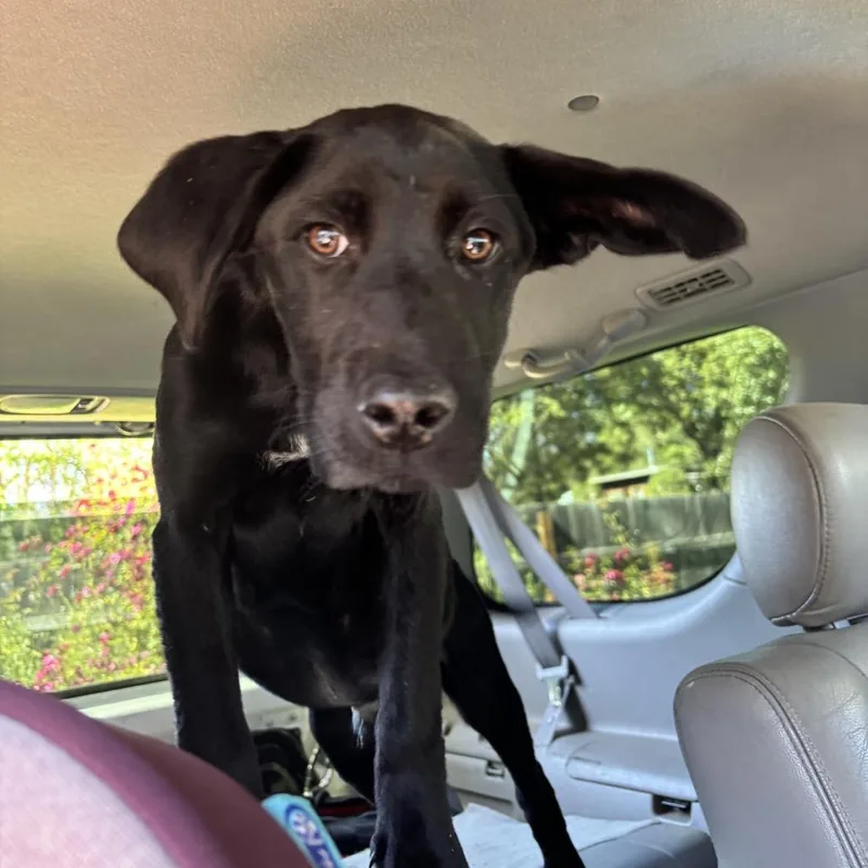A baby medium-sized male Black Pointer dog named Tito for adoption in Point Richmond, CA