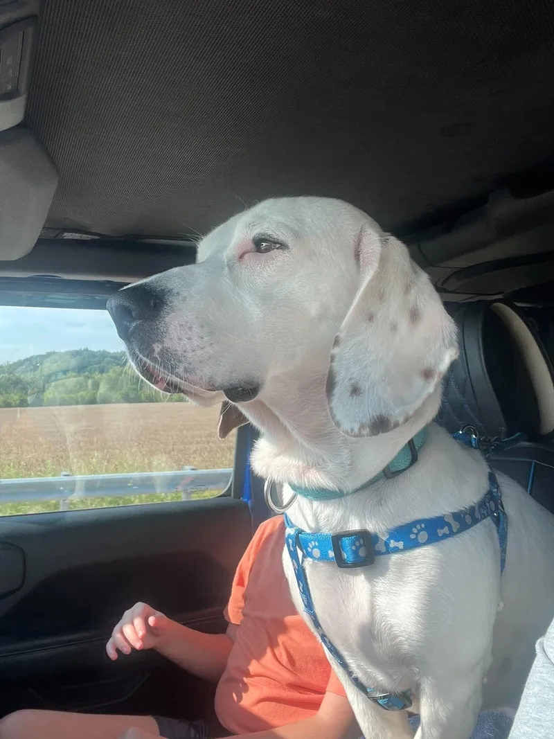 An adult medium-sized male Basset Hound dog named Auggie for adoption in Brookville, OH