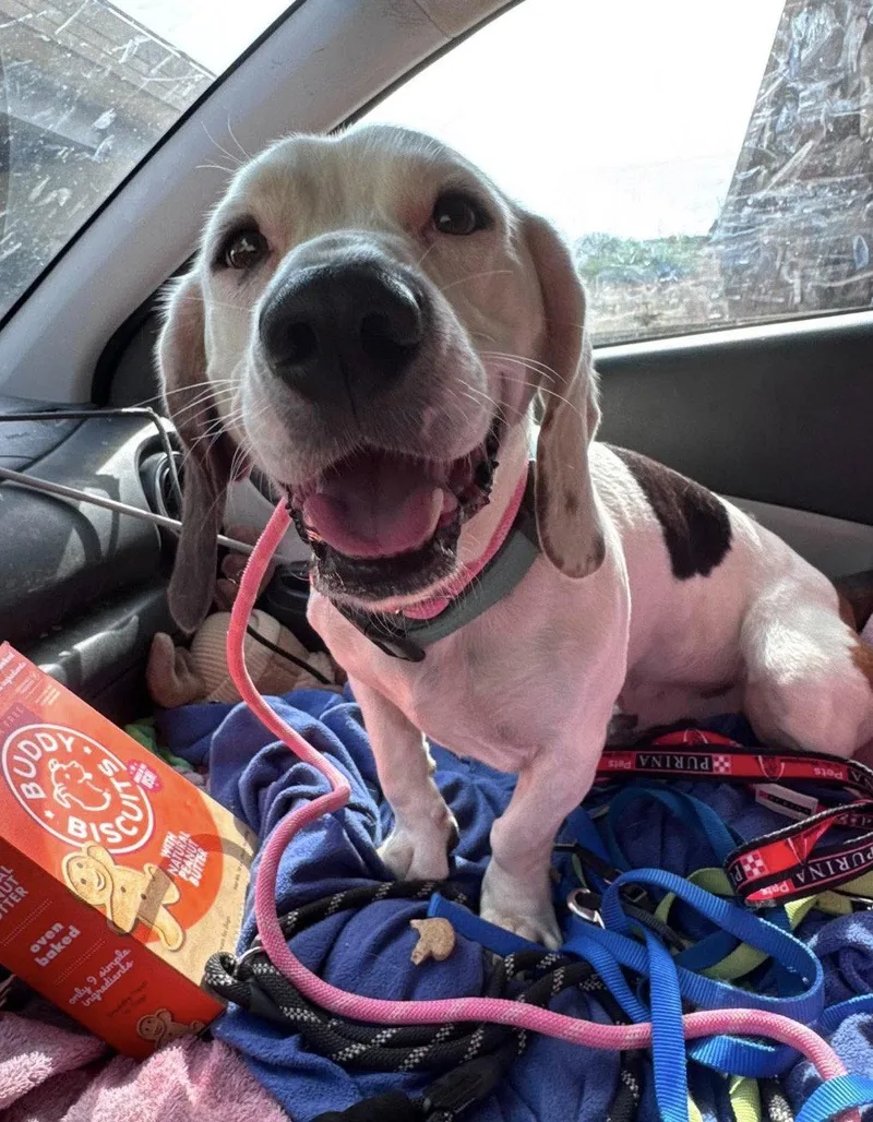 Auggie thumbnail 3