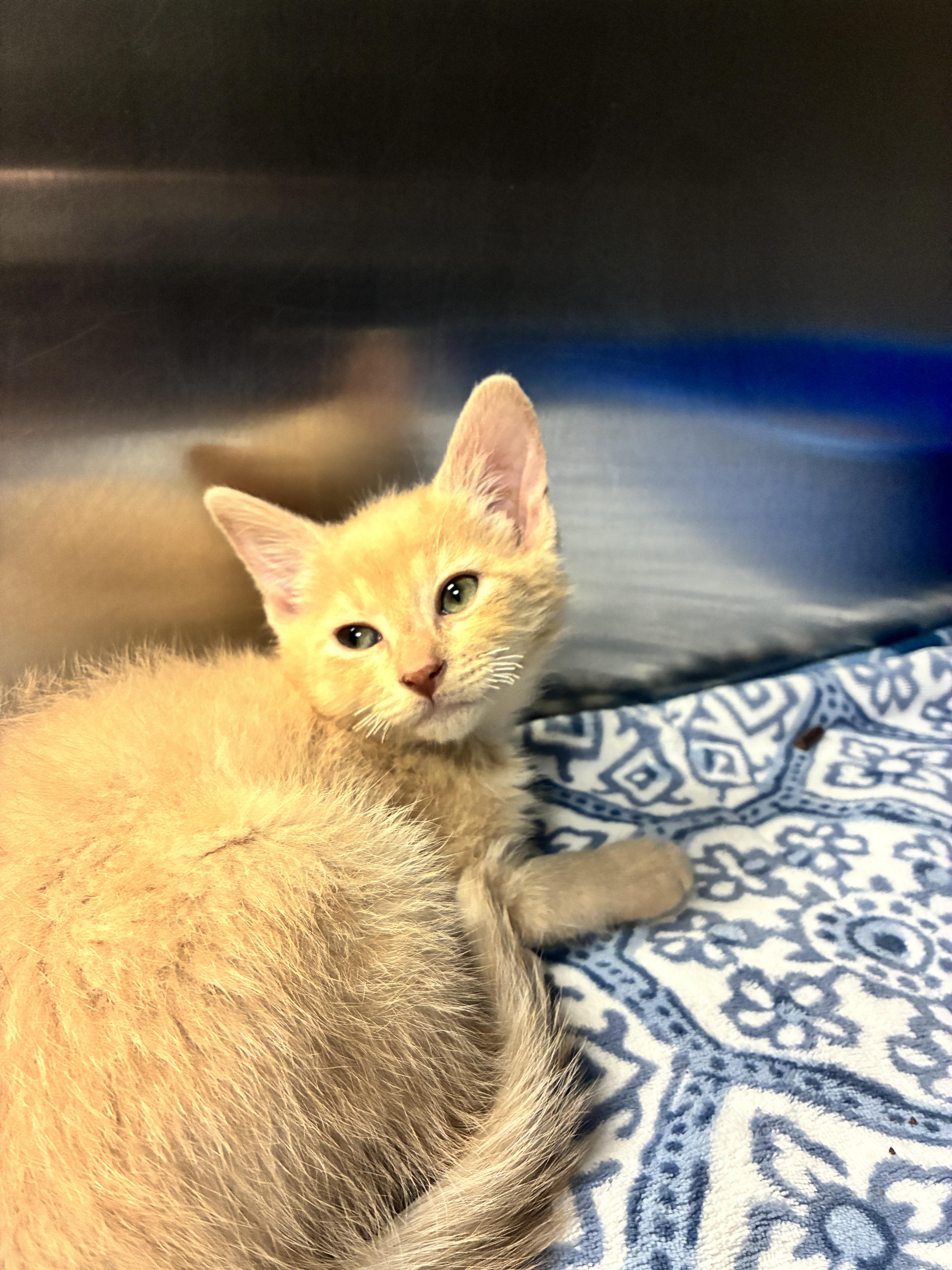 A baby small-sized male Domestic Short Hair cat named Cashew for adoption in Chico, CA