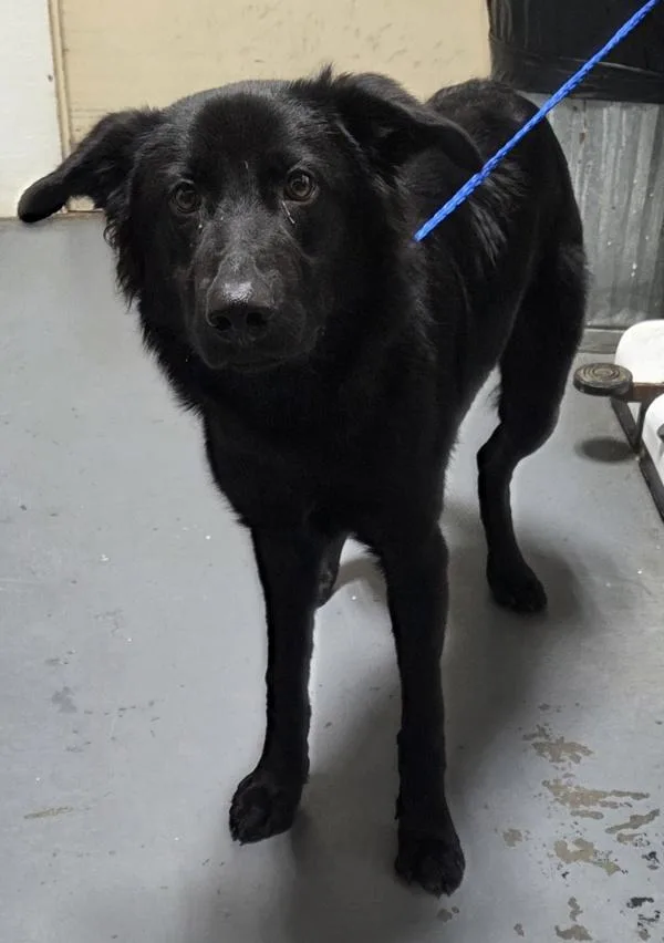 An adult medium-sized male Flat-Coated Retriever dog named Dudley for adoption in Dallas, GA