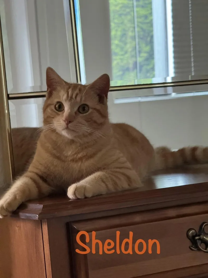 A young medium-sized male Orange / Red Tabby cat named Sheldon for adoption in Crescent City, CA