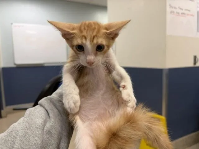 A baby small-sized male Domestic Short Hair cat named Indy for adoption in Miami, FL