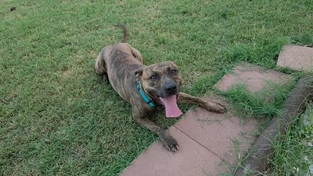 An adult medium-sized male Bicolor Pit Bull Terrier dog named Matt for adoption in Temple, TX
