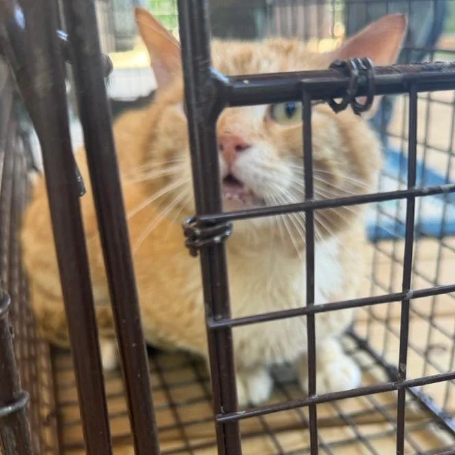 An adult medium-sized male Orange / Red Domestic Medium Hair cat named Goldie for adoption in Valley, AL