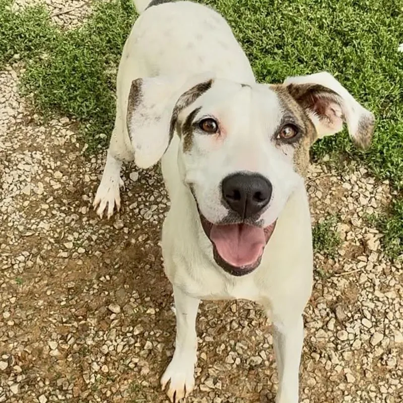 A young medium-sized female White / Cream Mixed Breed dog named Jojo for adoption in Washington Township, OH