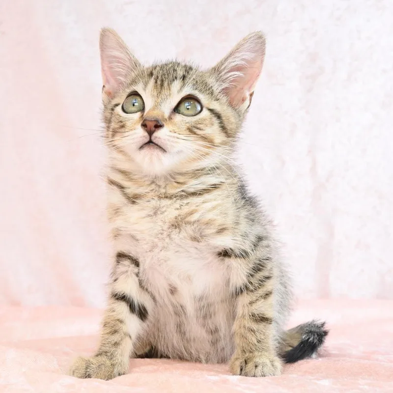 A baby small-sized male Brown / Chocolate Domestic Short Hair cat named Aries for adoption in Mobile, AL